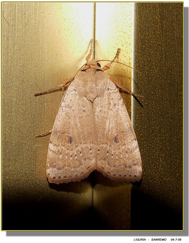 Noctua pronuba